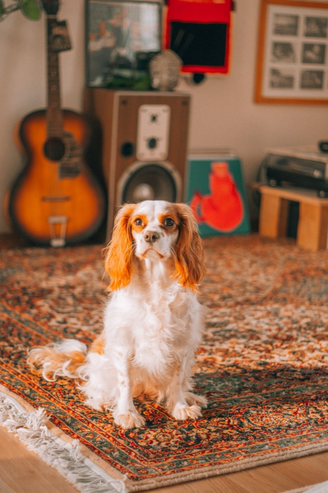 Dog relaxing on a clean rug in a Danbury, CT home after pet odor treatment