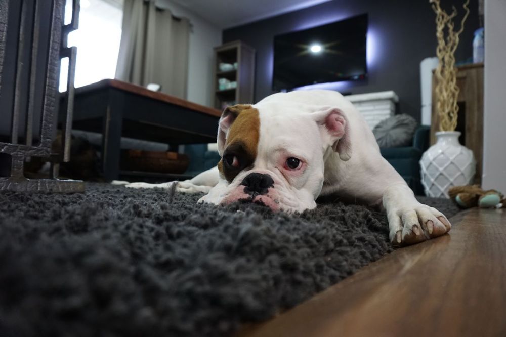 Dog relaxing on a clean rug in a Greenwich, CT home after pet odor treatment