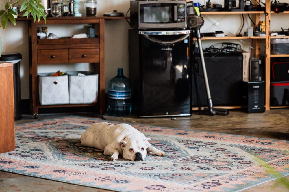 Dog relaxing on a clean rug in a Norwalk, CT home after pet odor treatment