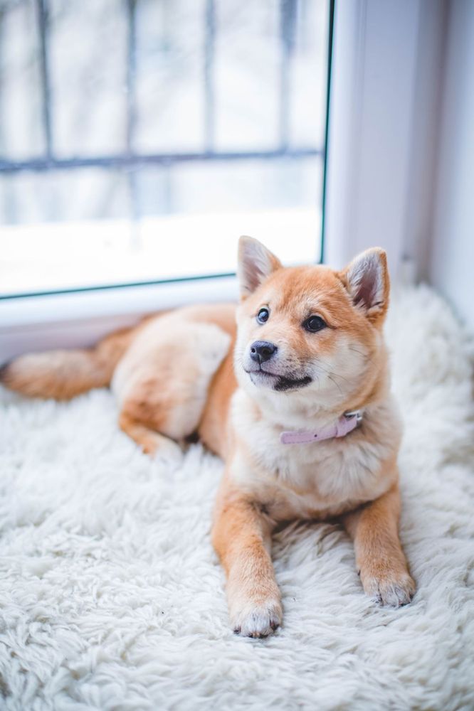 Dog relaxing on a clean rug in a Ridgefield, CT home after pet odor treatment