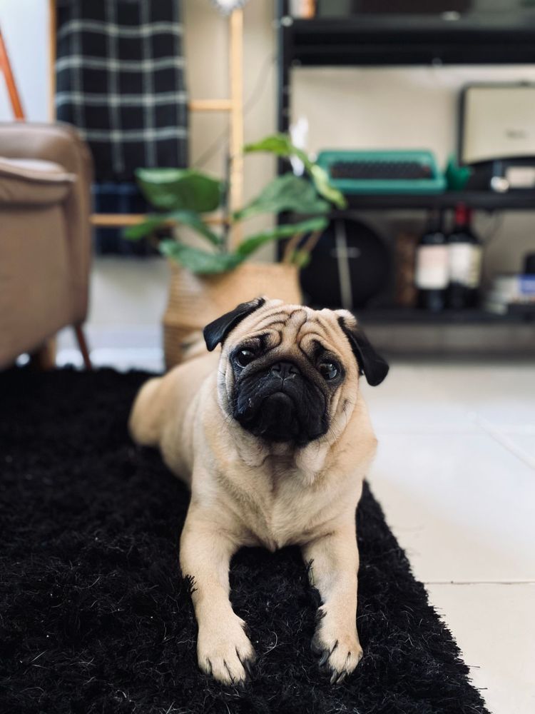Dog relaxing on a clean rug in a Weston, CT home after pet odor treatment