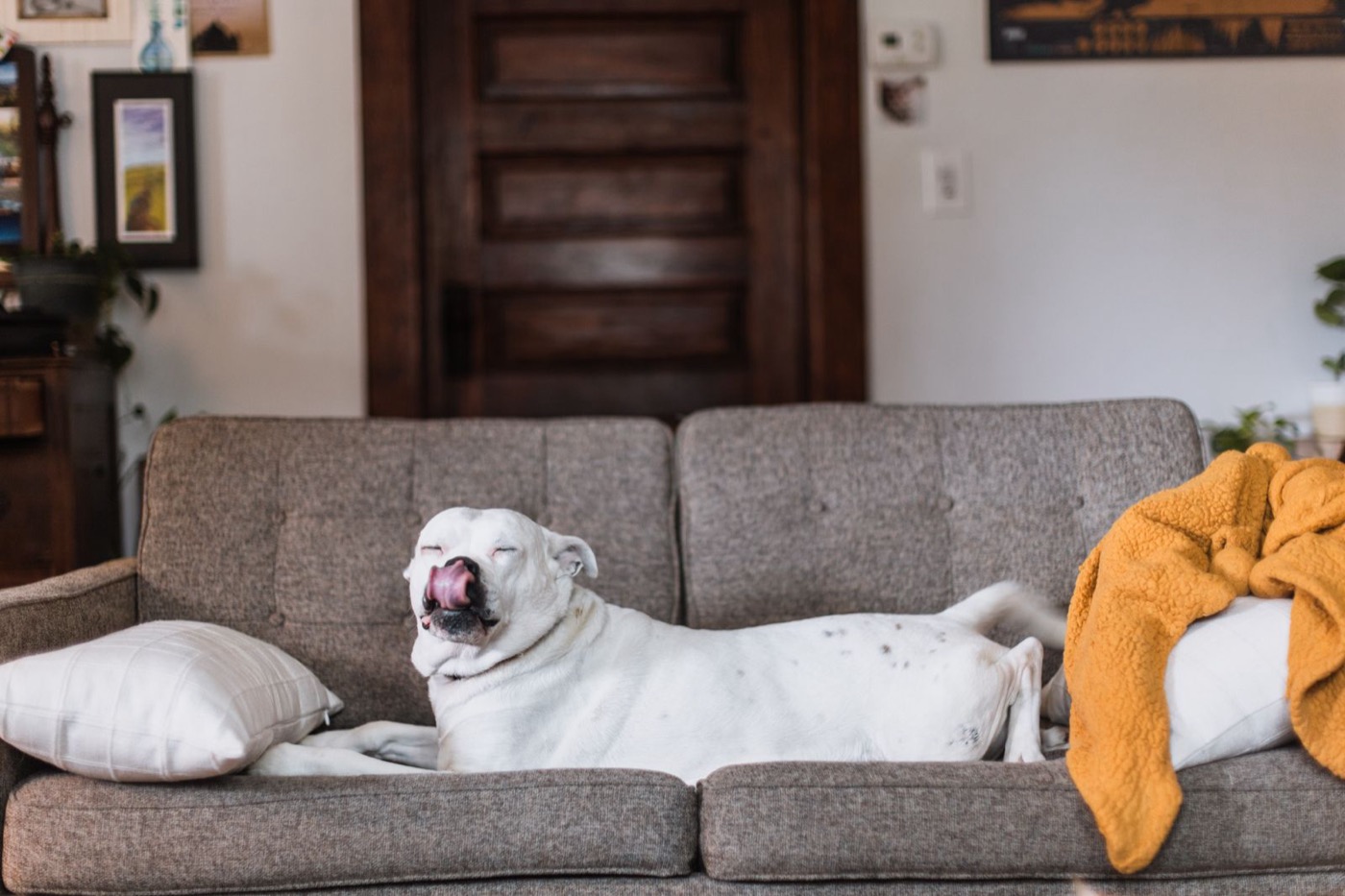 Dog resting on a sofa cleaned by BluePeak Cleaning Co. pet odor treatment service